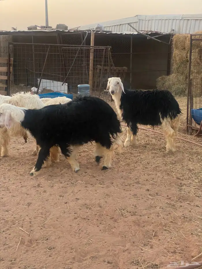 طليان نجد 3