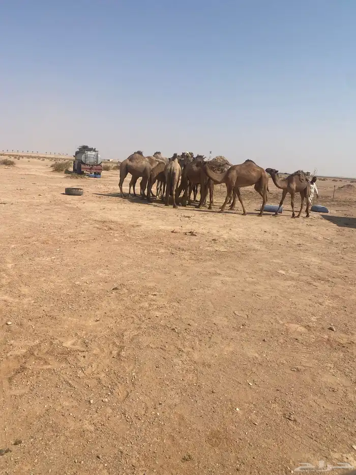 أبل عددها عشر مع ويتها وغرفتها 2