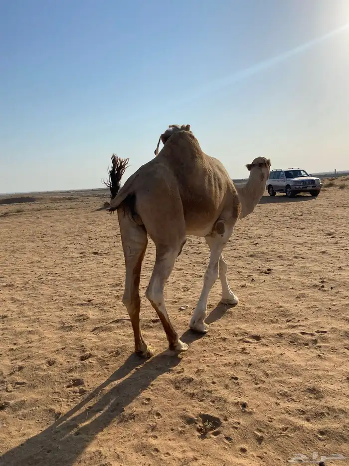 بعير من انتاج ابن غصين و وسمه عليه سنه رباع 4