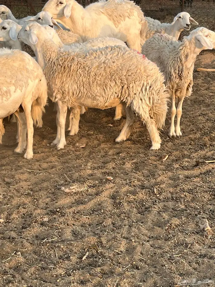 غنم حريات رخال حرش 8