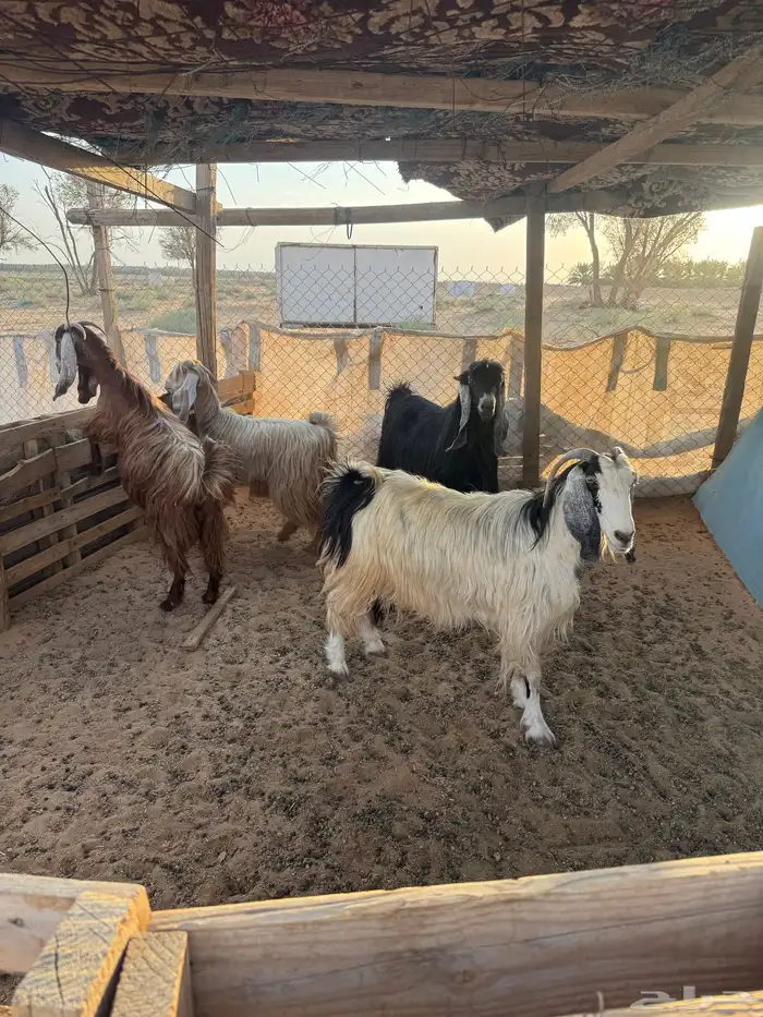للبيع معزا 0