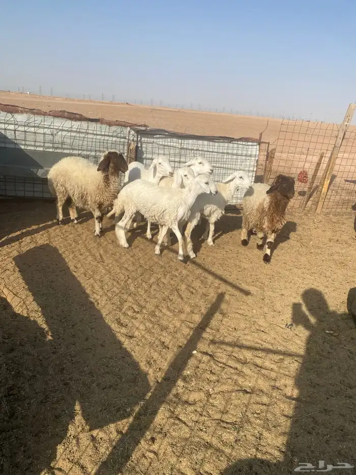 حريات طيبات العدد 7 0