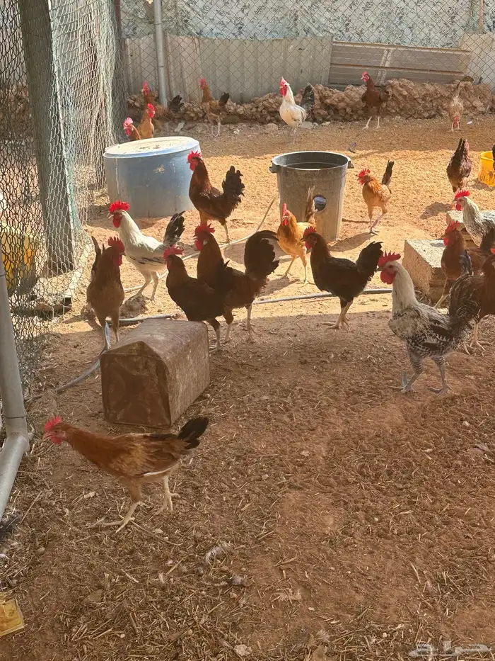 ديوك بلدي نظيفه 3