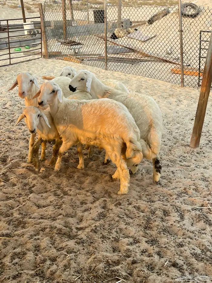 ذبايح حريات 4