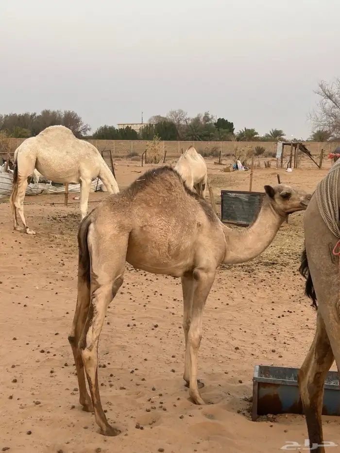 قعود مفرود تحت أمه سمين 0