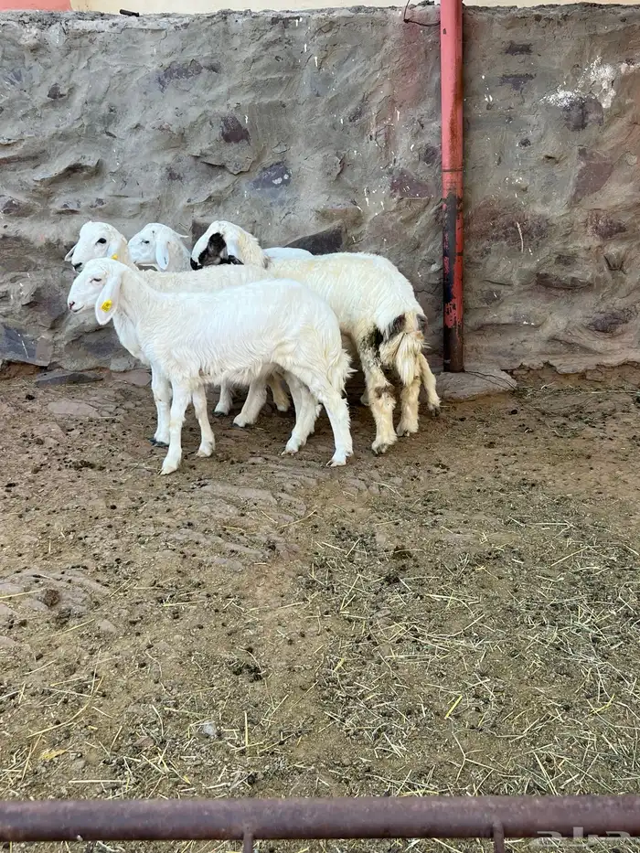 طليان 1