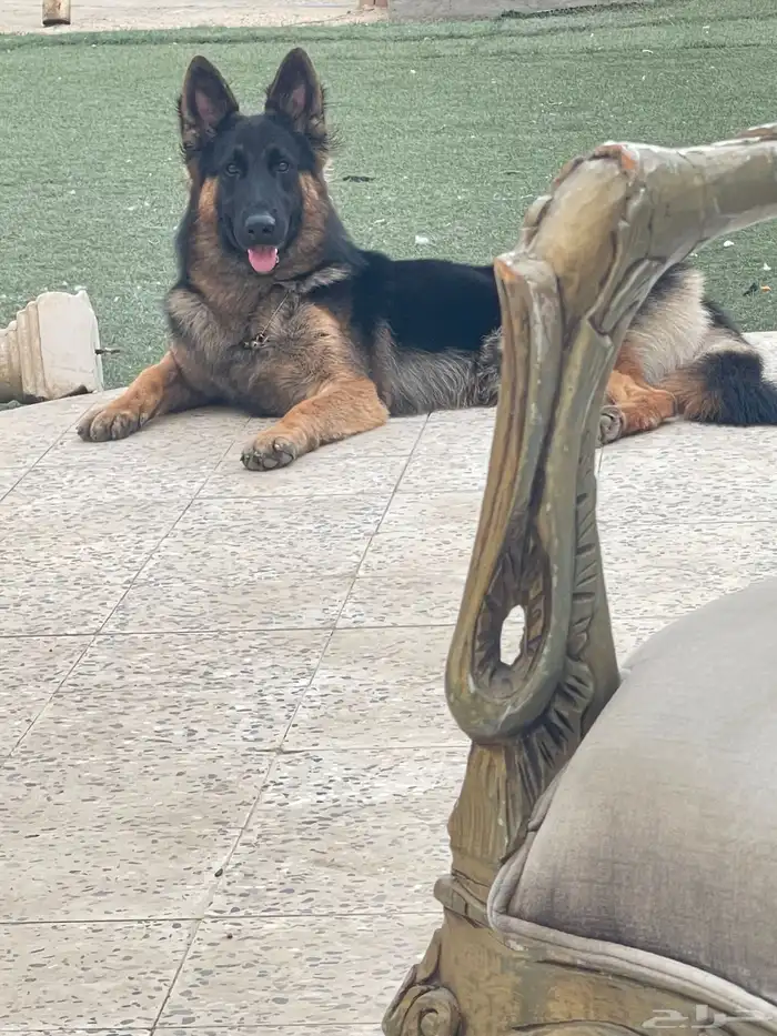 جيرمن ورك لاين 1