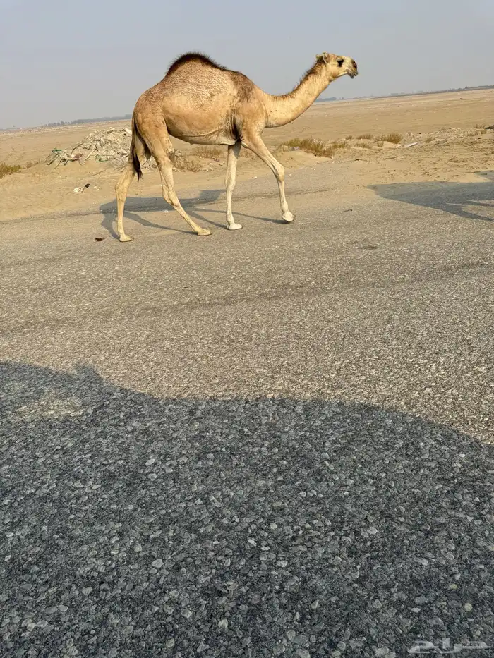 بكره مفروده طيبه مقنووي 0