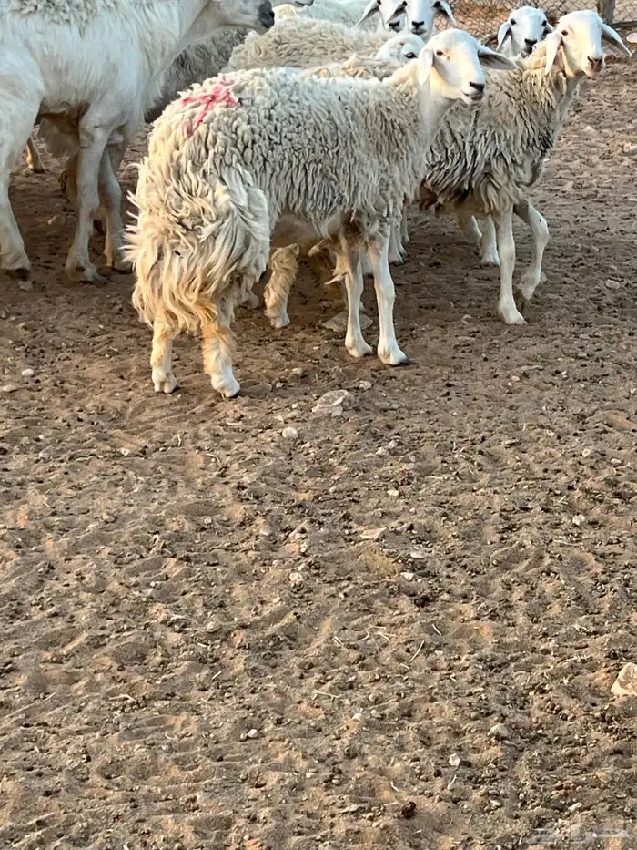 غنم حريات رخال حرش 7