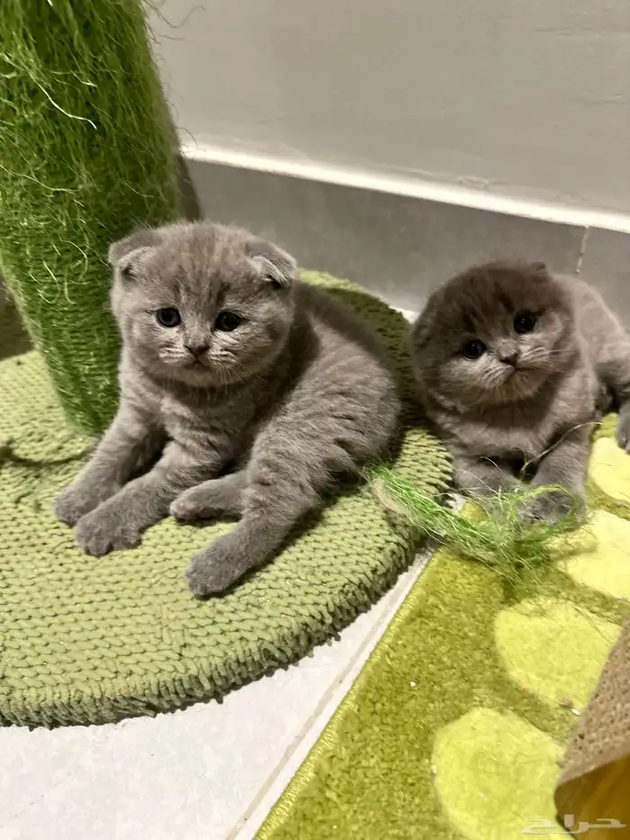 Scottish Fold Kitten Pure Breed 3