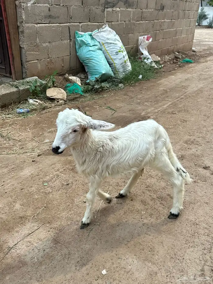 رخل ترضع مبشمه 1