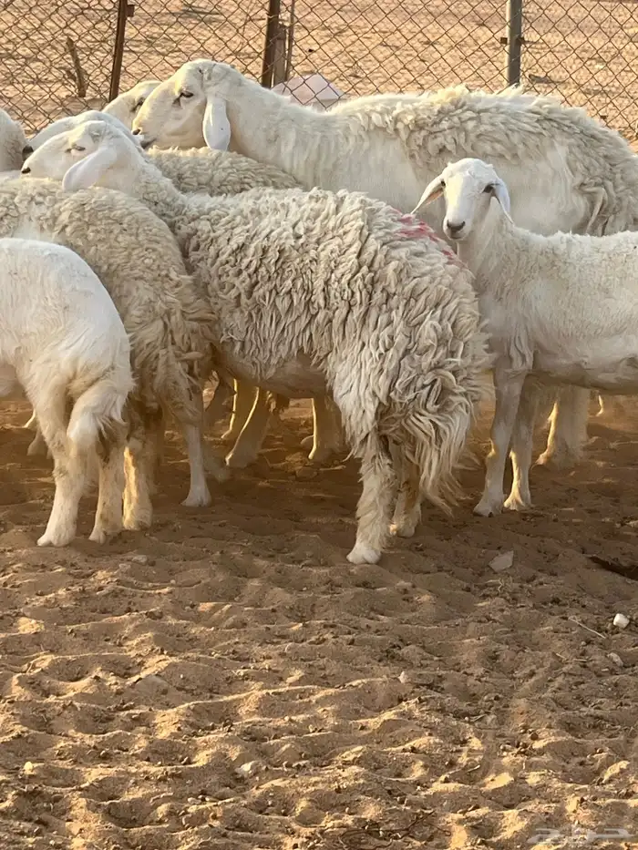 غنم حريات رخال حرش 0