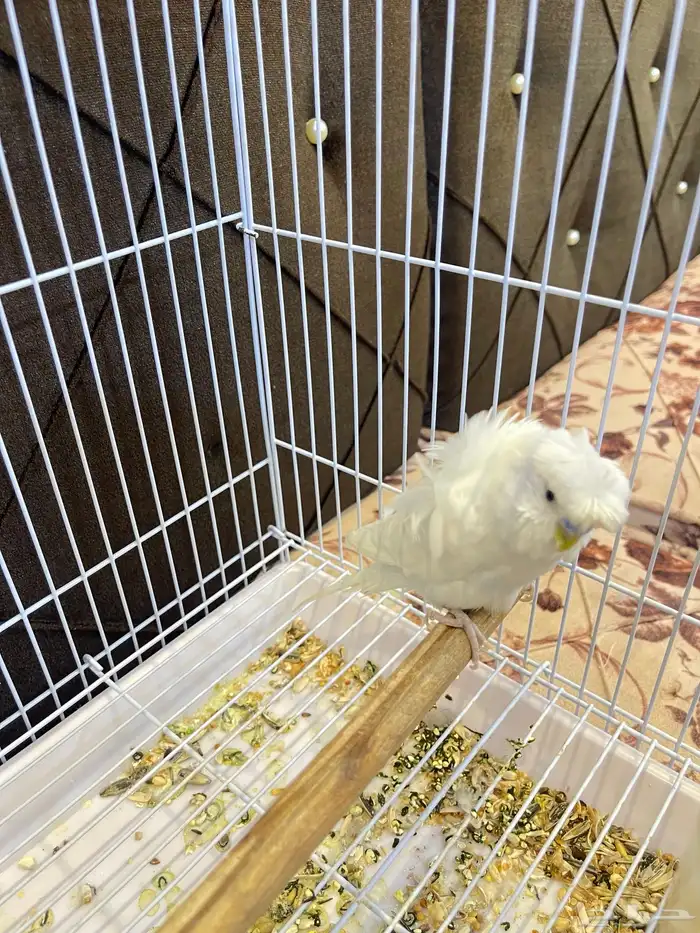 ذكر بادجي هوقو تم البيع 1