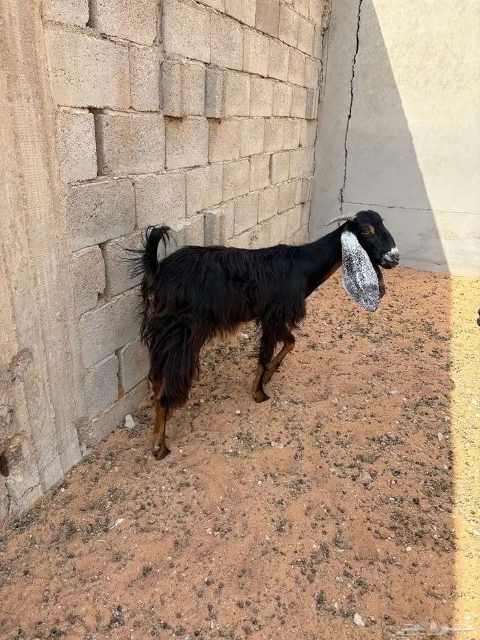 معزا عوارض ومشاريك 5