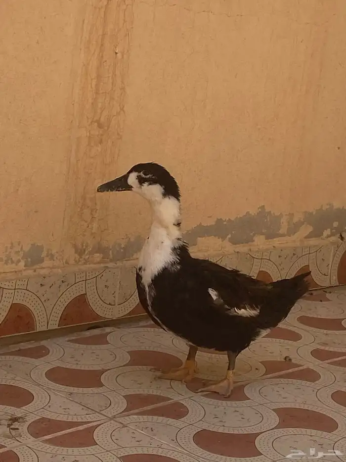 بطه للبيع 6