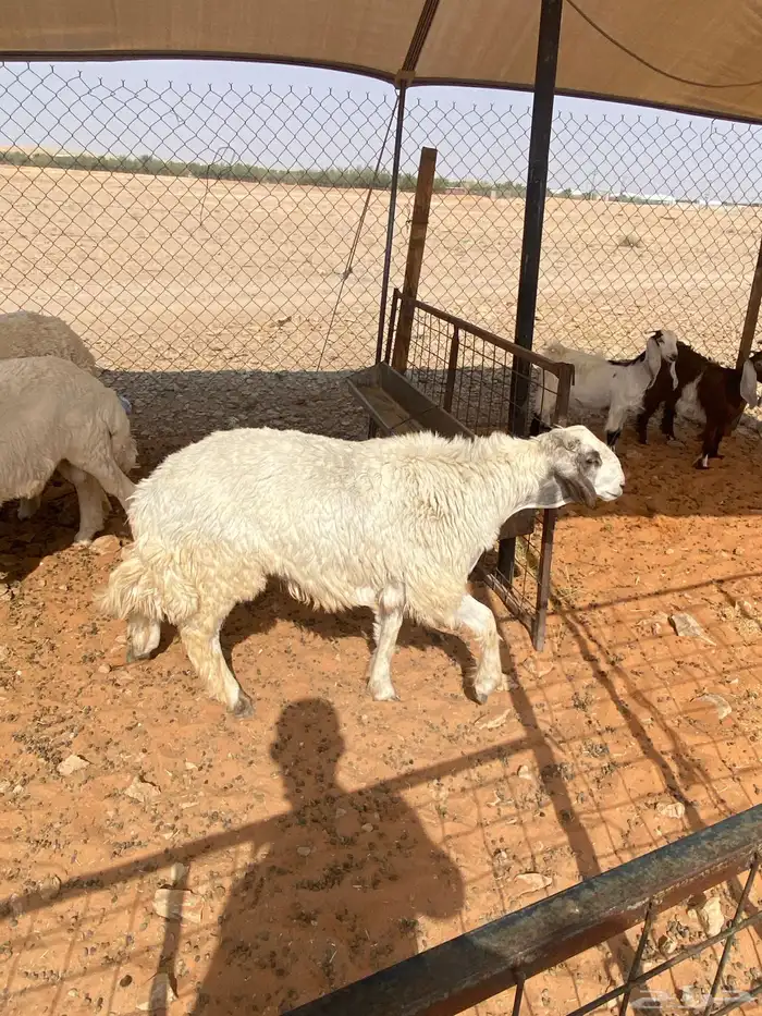 ذبائح فاخره 1