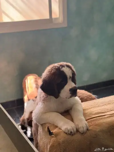 (Saint Bernard) جراوي سانت برنارد للبيع index