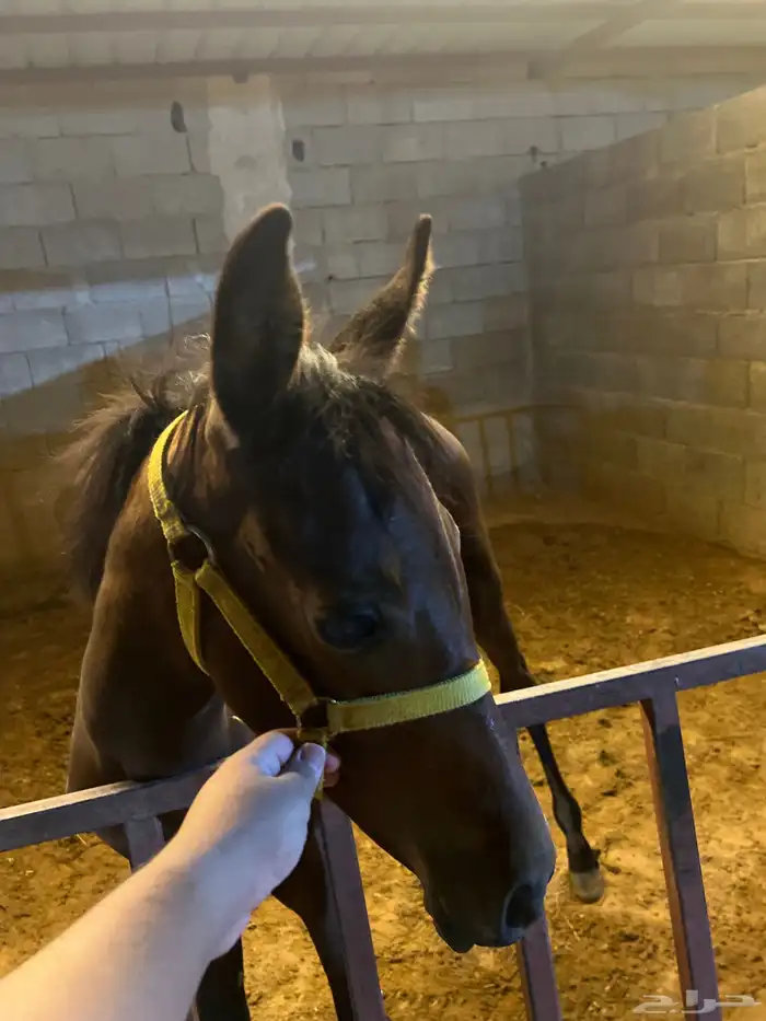 خيل شعبي 1