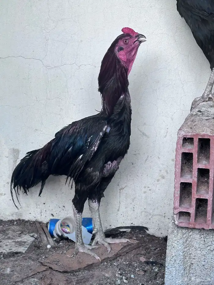 ديك ودجاجه سوده صك 2