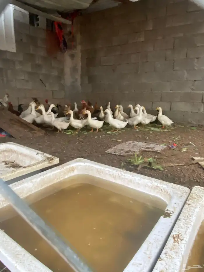 30 حبه بط بكيني بياض على الشرط فيه 6 ذكور والباقي اناثي 1