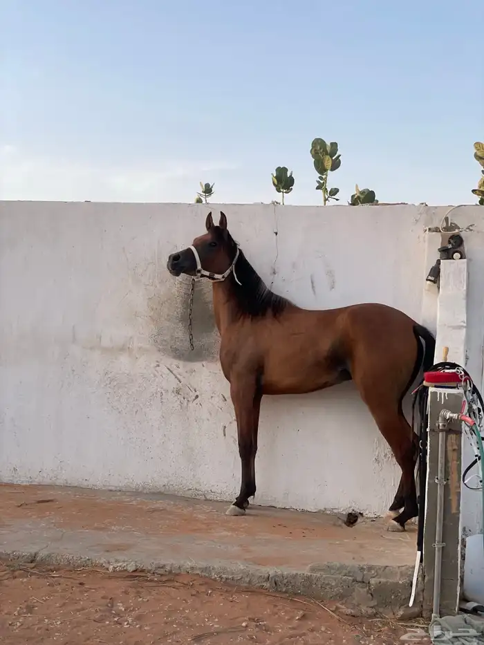 ايوا خيل وعسف 8