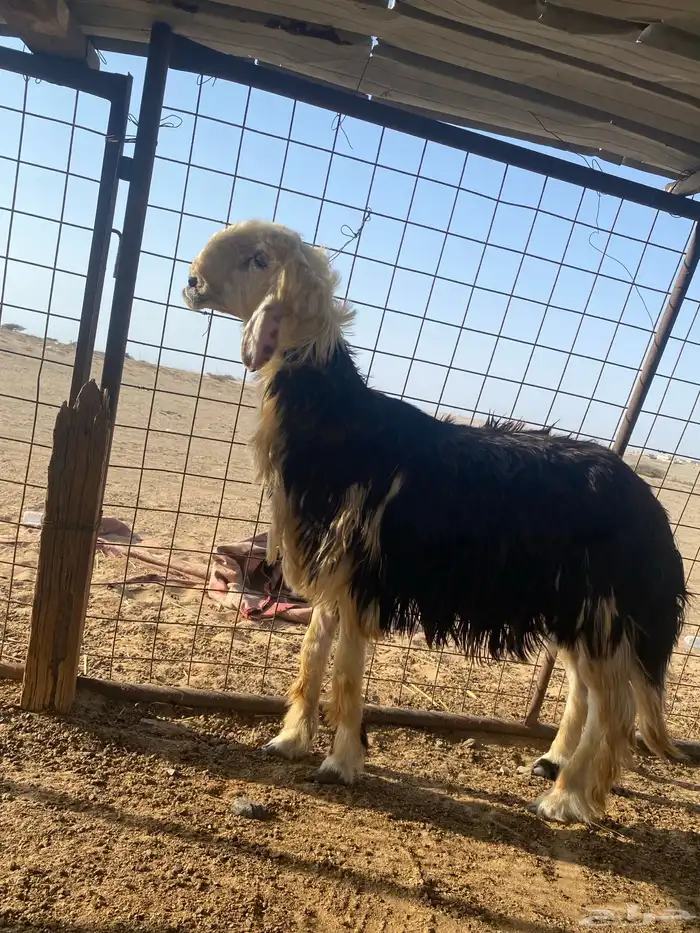 طلي فحل تجدي صنف 1