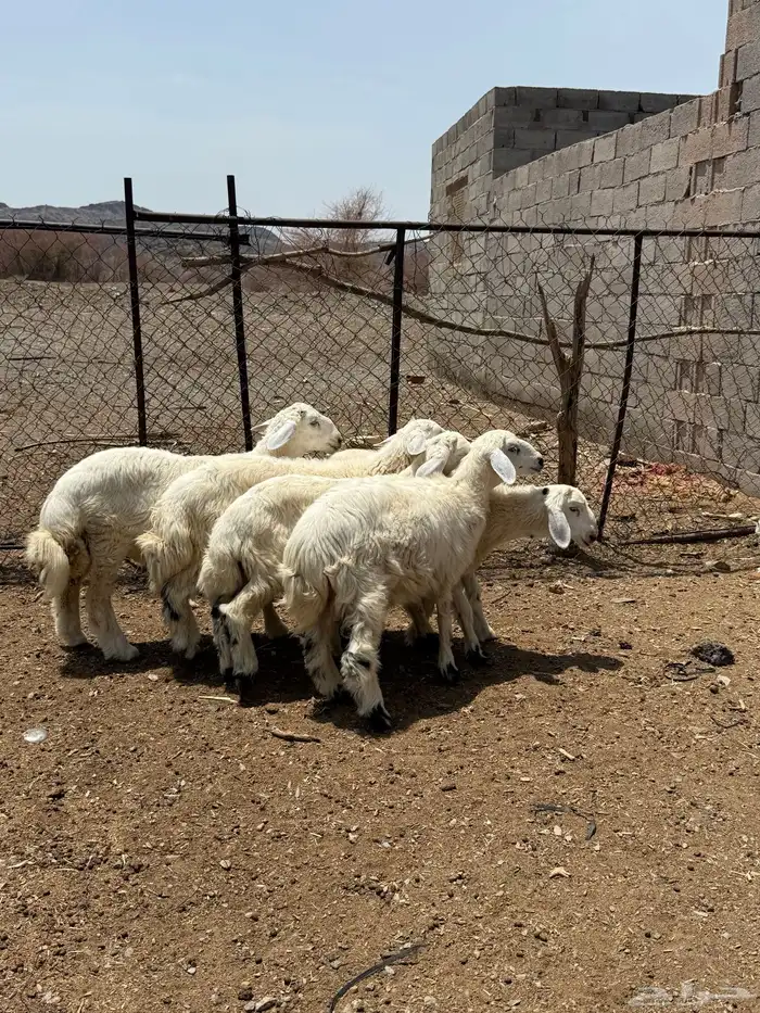 للبيع 5 طليان من انتاج المرح 6