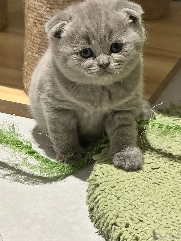 Scottish Fold Kitten Pure Breed 1