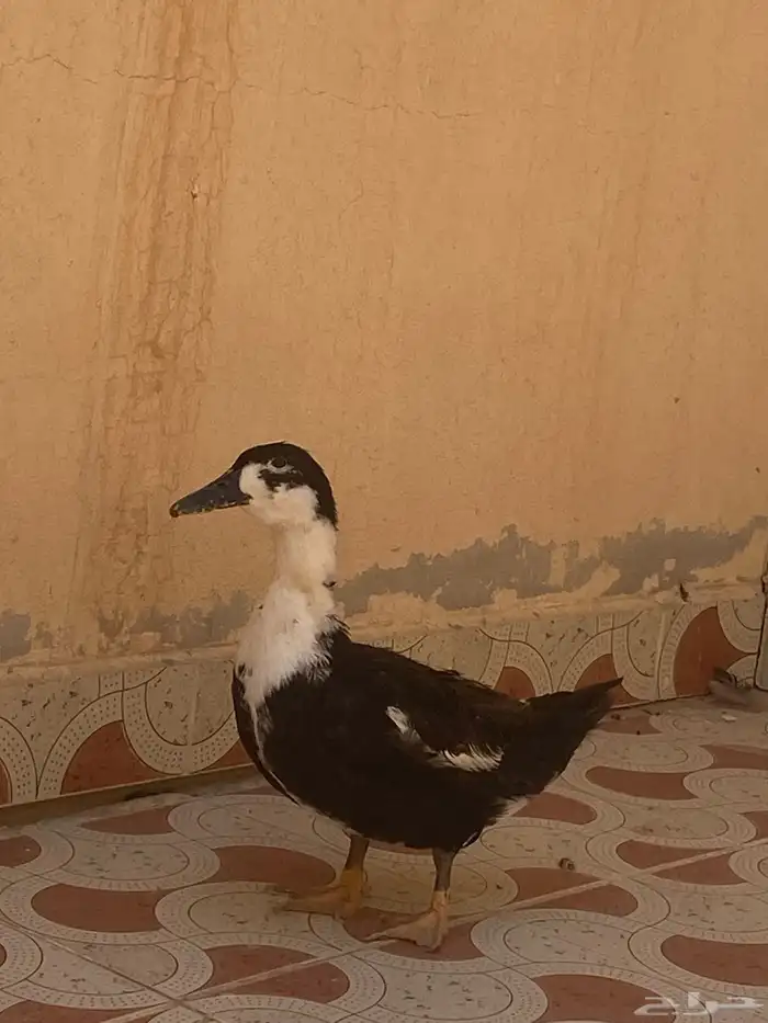 بطه للبيع 2