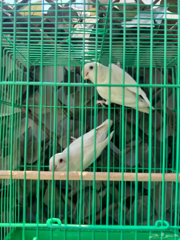 زوج روز ألبينو منتج 1