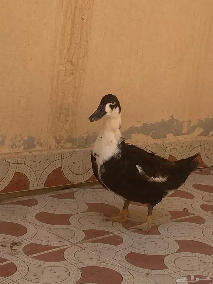 بطه للبيع 5