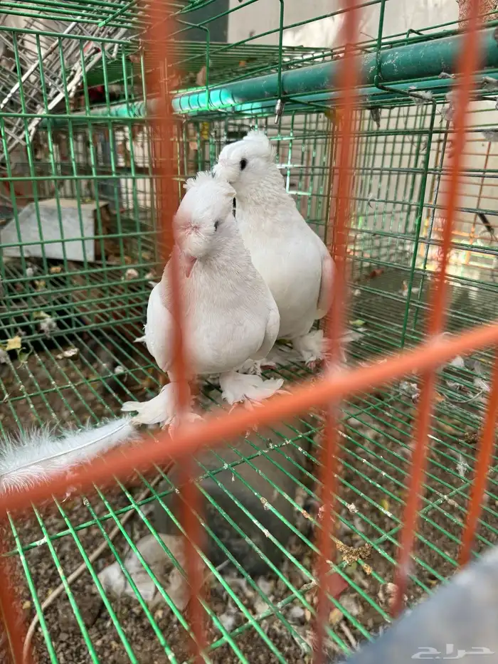 حمام تركي دبل كرست 2