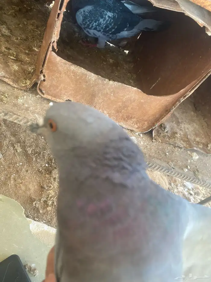 حمام جواز للبيع 2