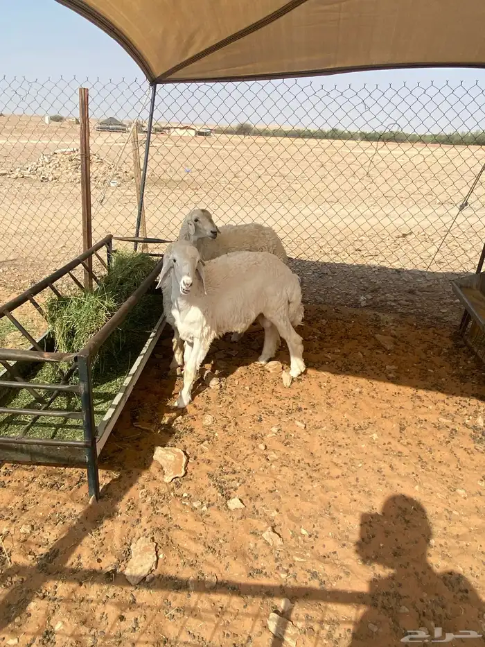 ذبائح فاخره 2