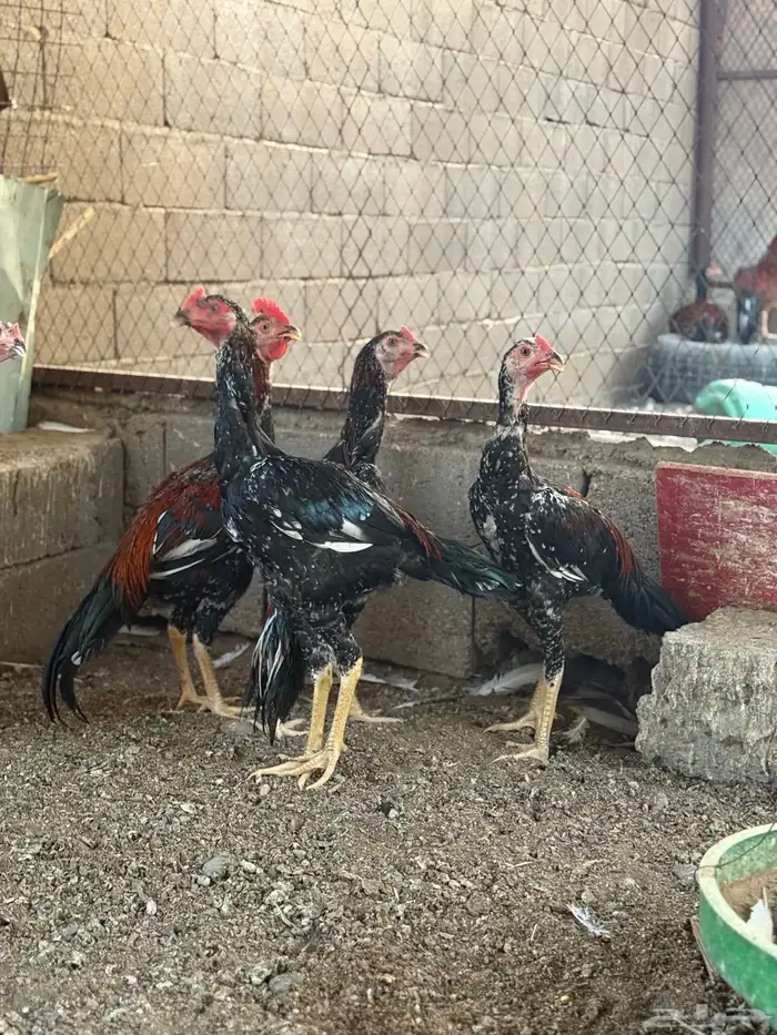 ديكه سنود نسل غبشان 1