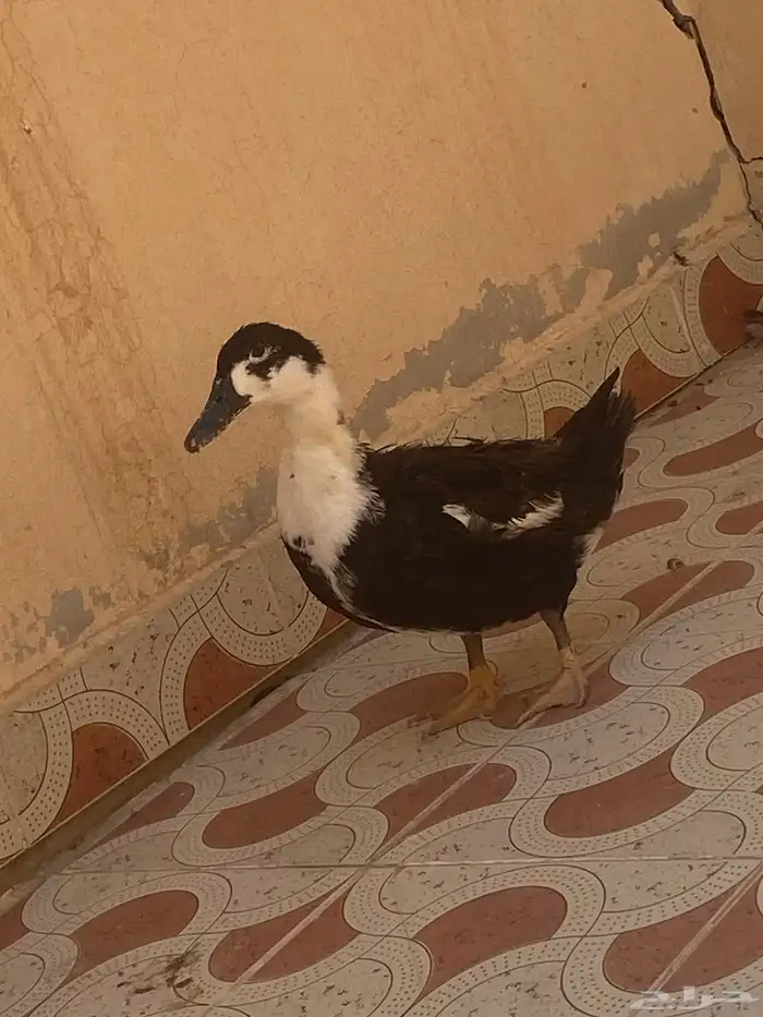بطه للبيع 7