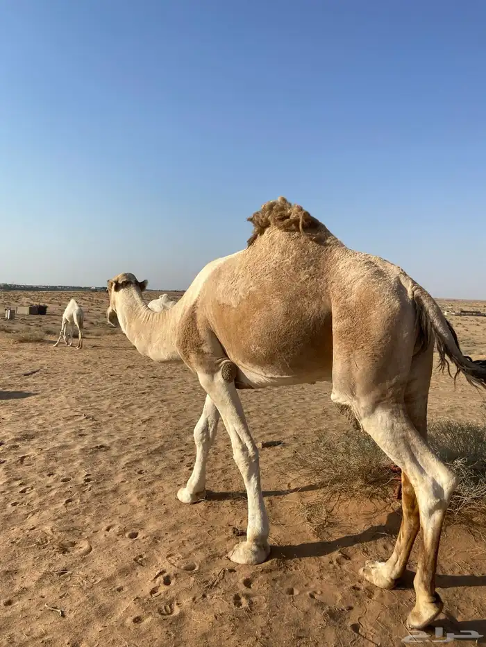 بعير من انتاج ابن غصين و وسمه عليه سنه رباع 2