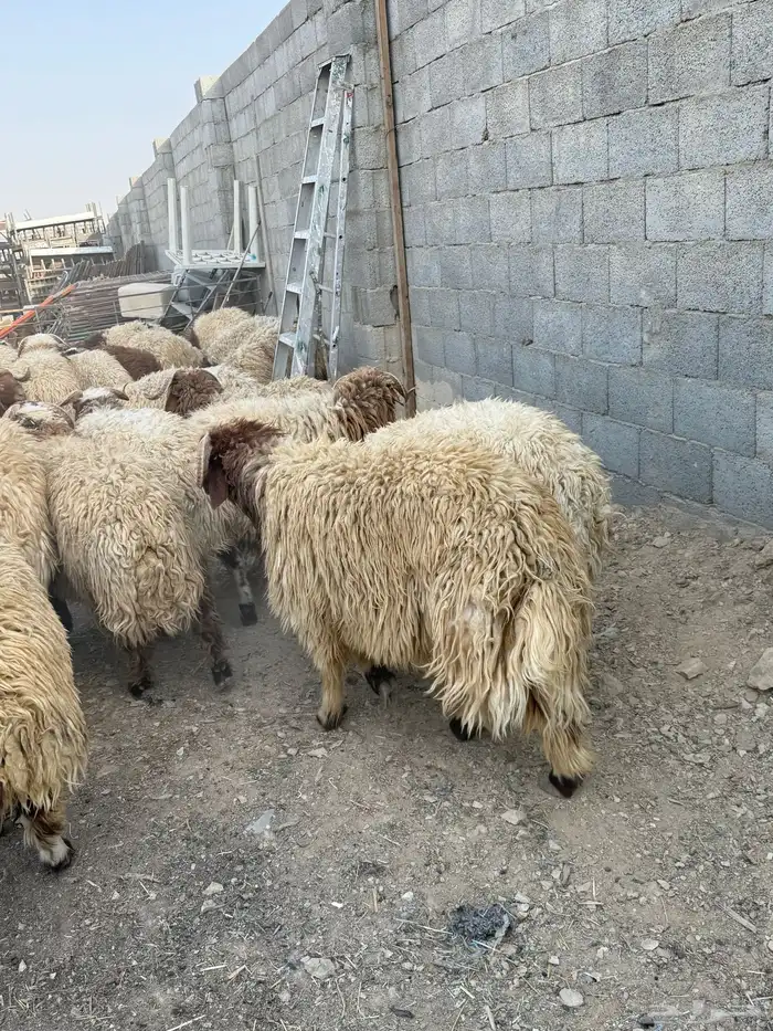 طليان نعيم جبر ناهي كناور 0