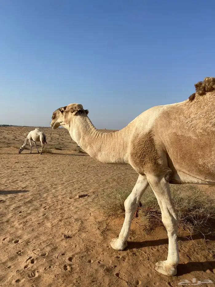 بعير من انتاج ابن غصين و وسمه عليه سنه رباع 3