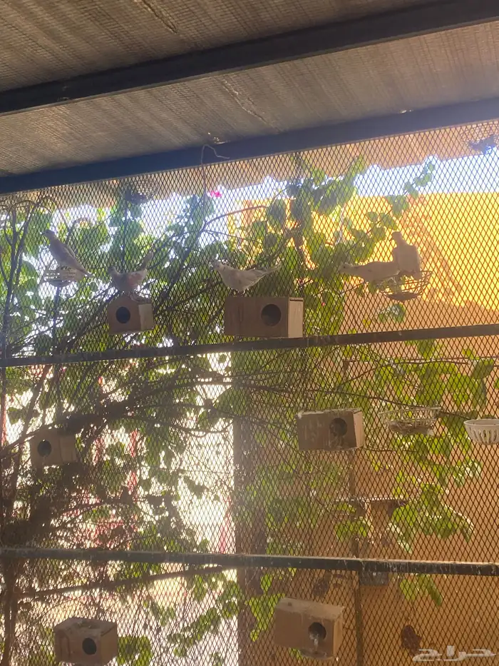 السلام عليكم ورحمة الله وبركاته 3