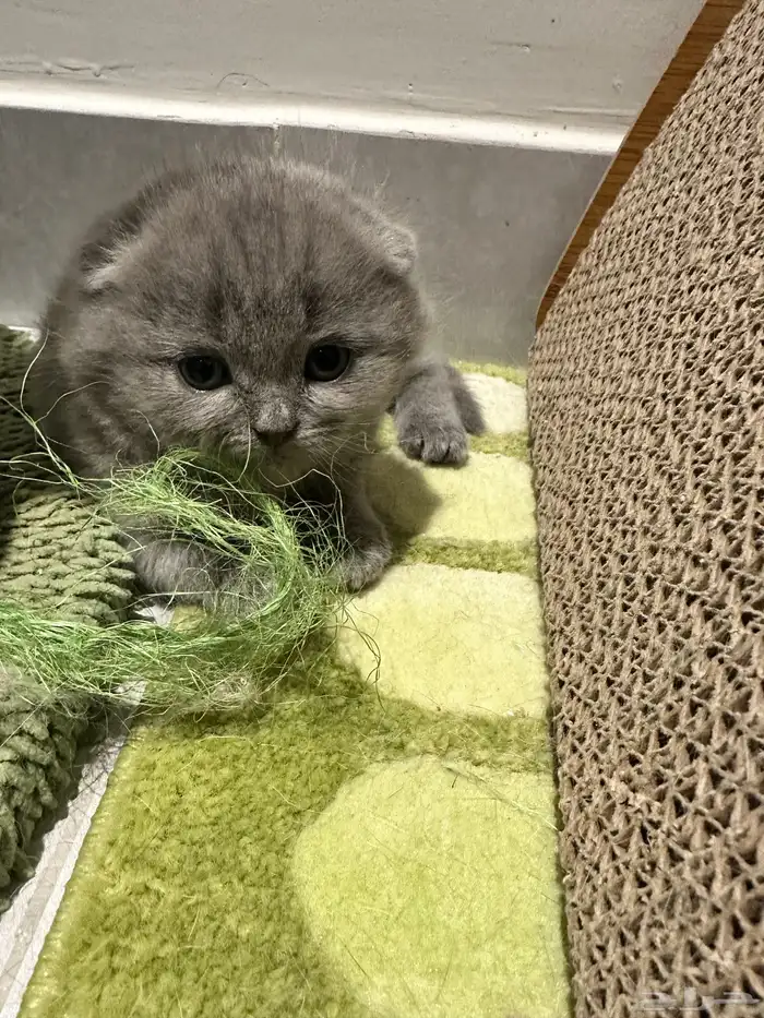 Scottish Fold Kitten Pure Breed 8