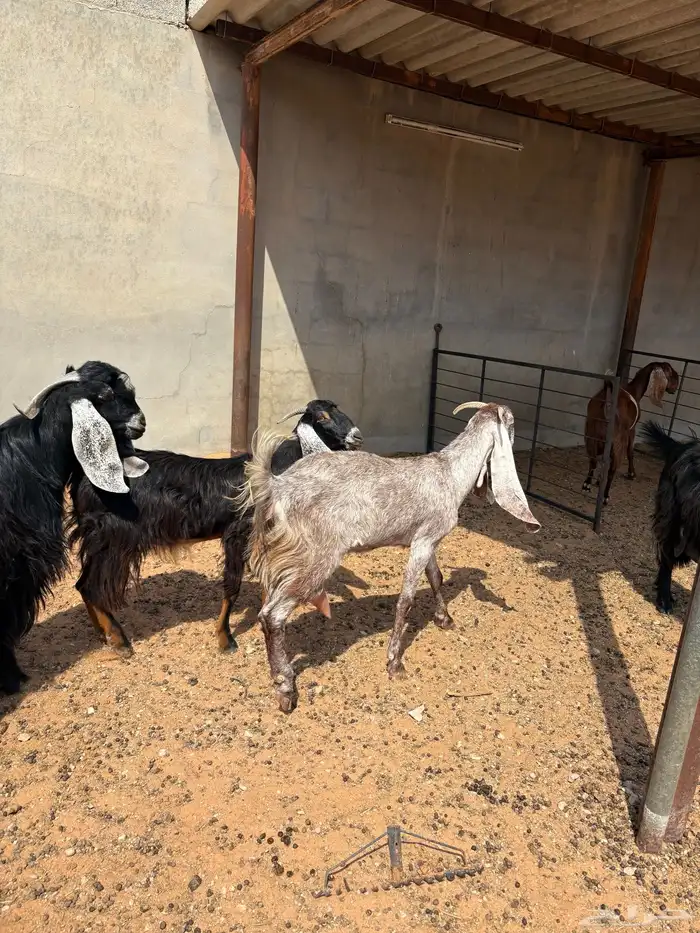 معزا عوارض ومشاريك 6