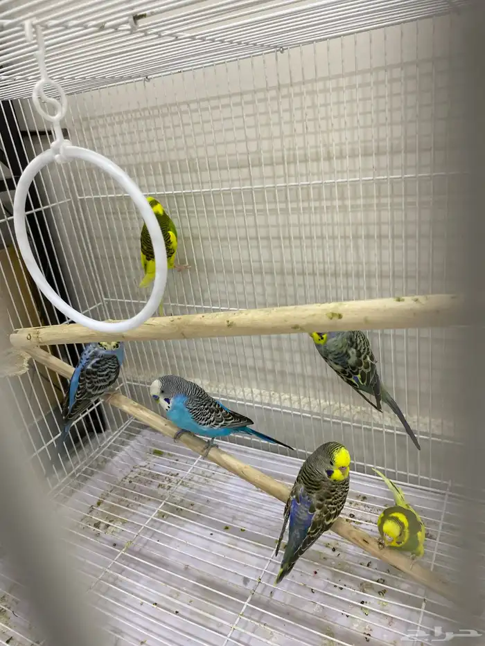 بادجي على السوم 0