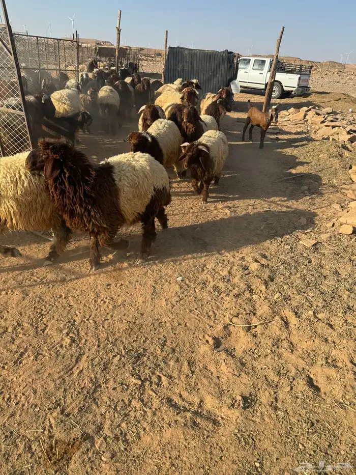 بهم العدد 30 0