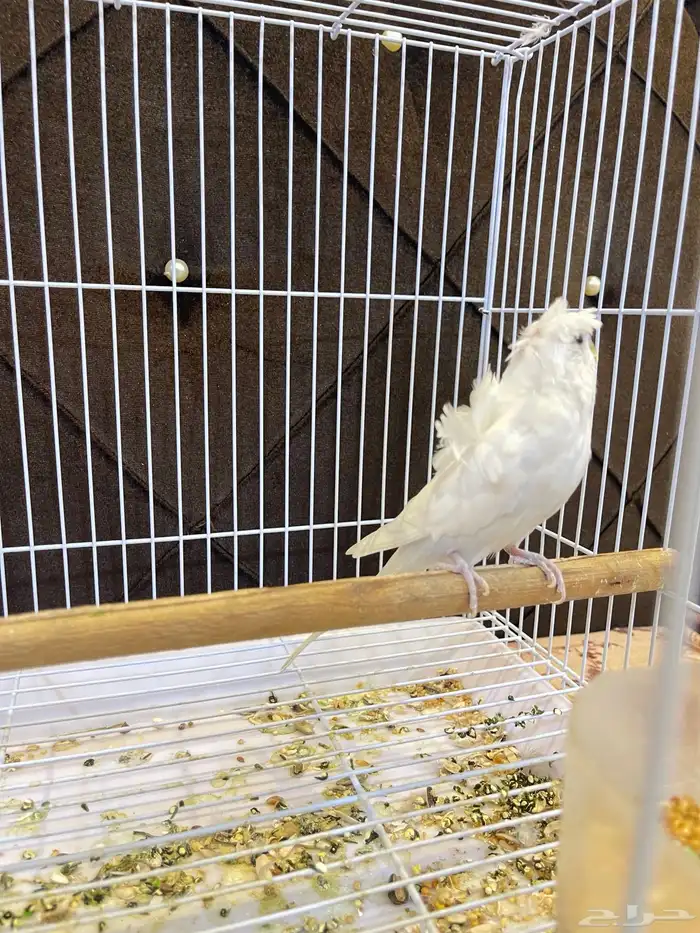 ذكر بادجي هوقو تم البيع 3