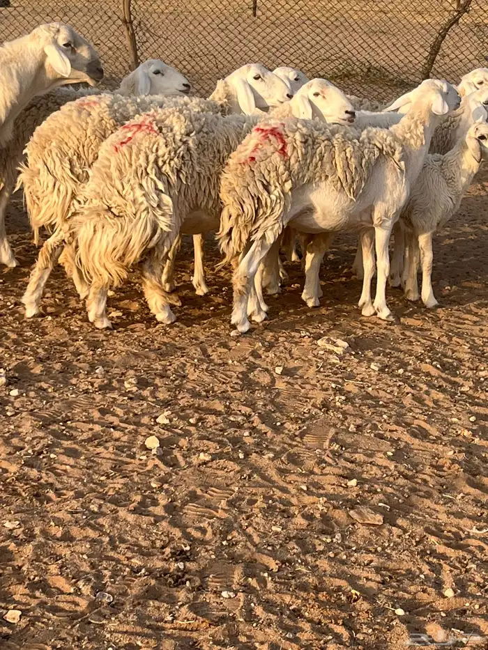 غنم حريات رخال حرش 9