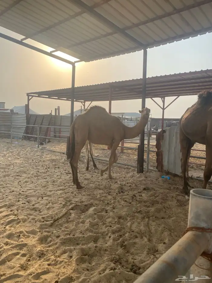 بكره 9