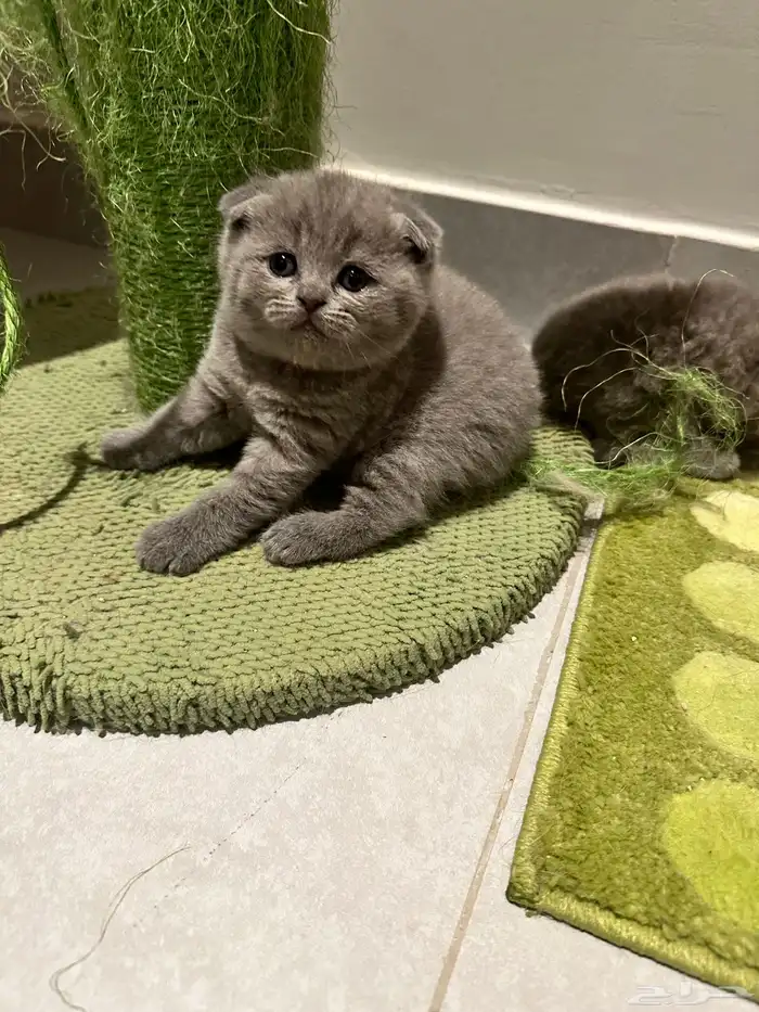 Scottish Fold Kitten Pure Breed 15