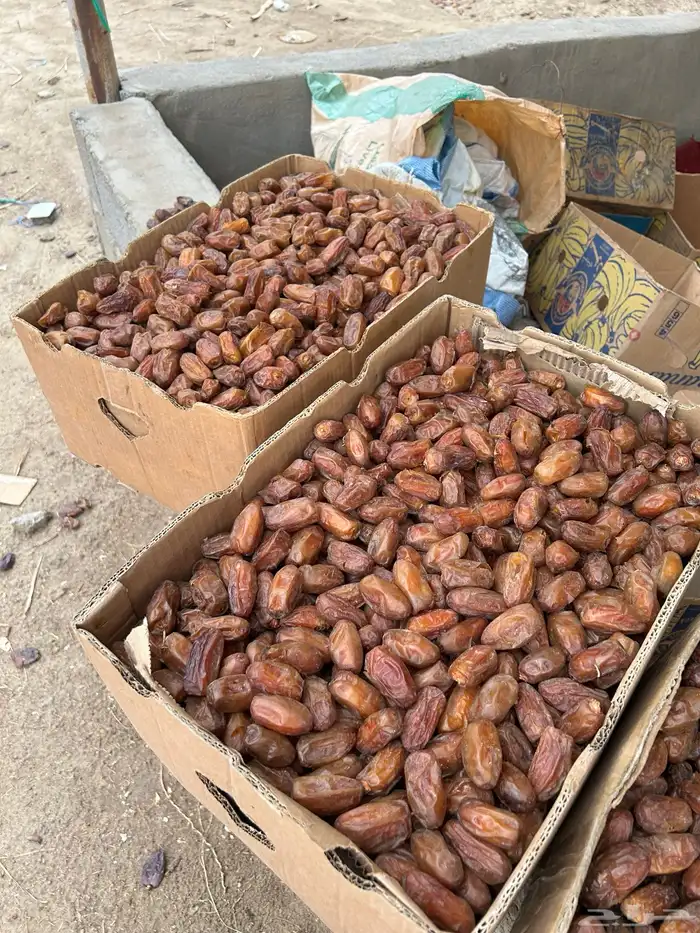 تمر صفري 0