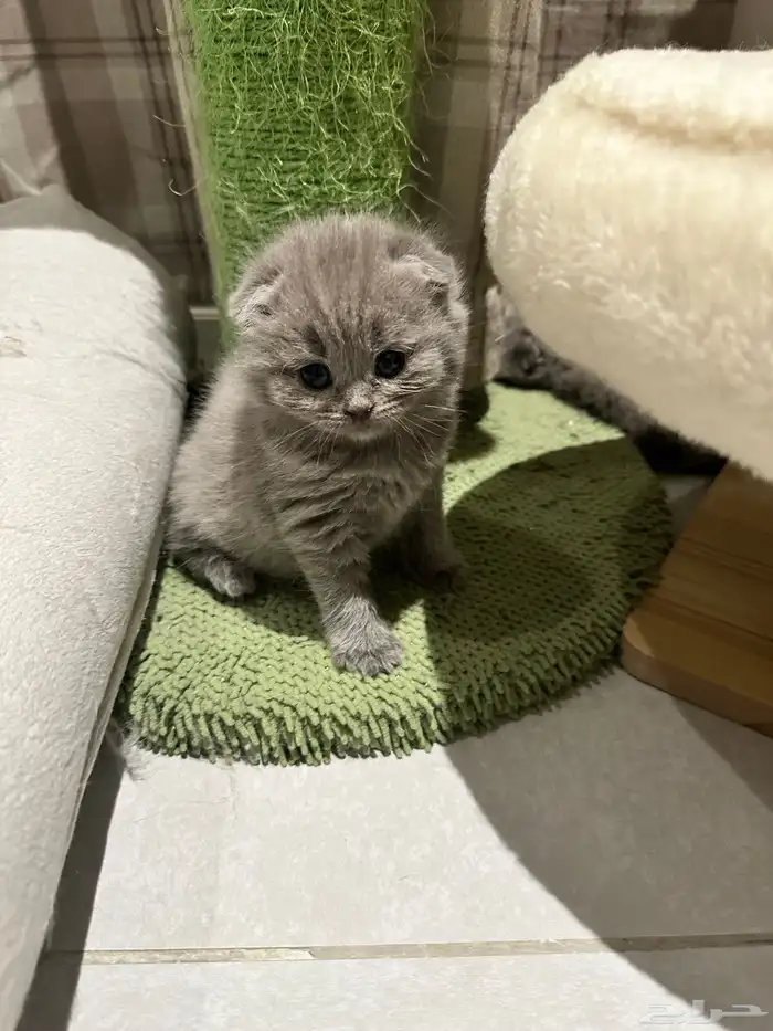 Scottish Fold Kitten Pure Breed 11